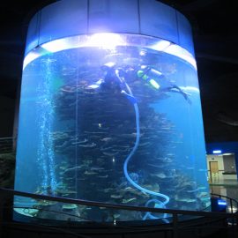 水族馆或海洋公园的透明亚克力圆筒大鱼缸