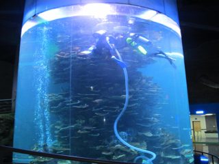 水族馆或海洋公园的透明亚克力圆筒大鱼缸