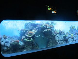 人造铸造丙烯酸圆柱透明鱼水族馆/观察窗